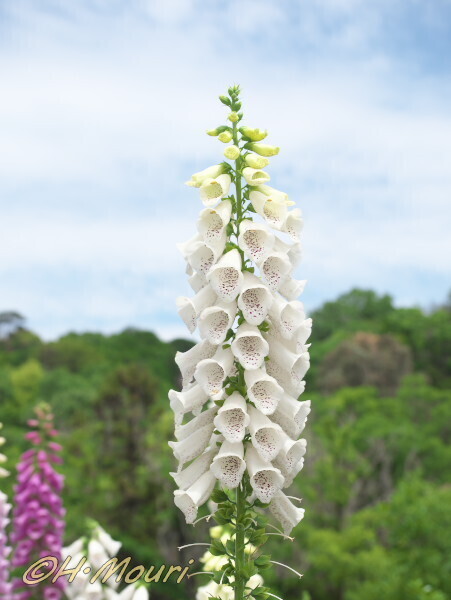 digitalis03.jpg