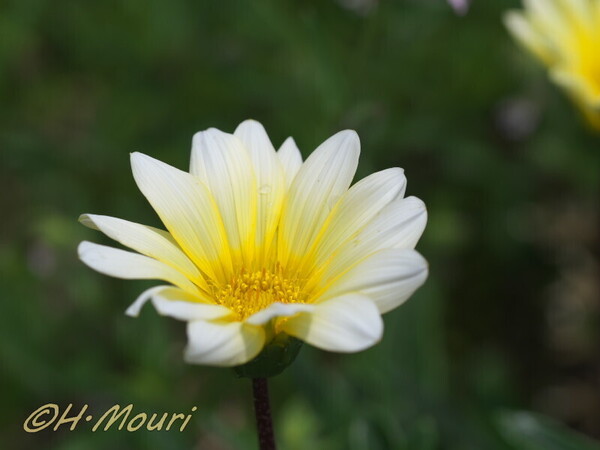 gazania01.jpg