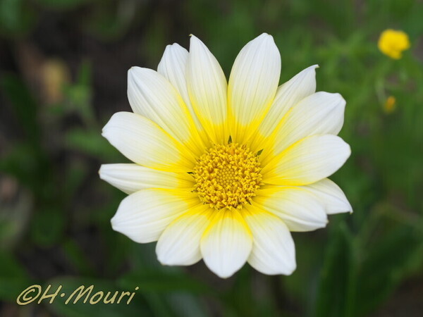gazania02.jpg