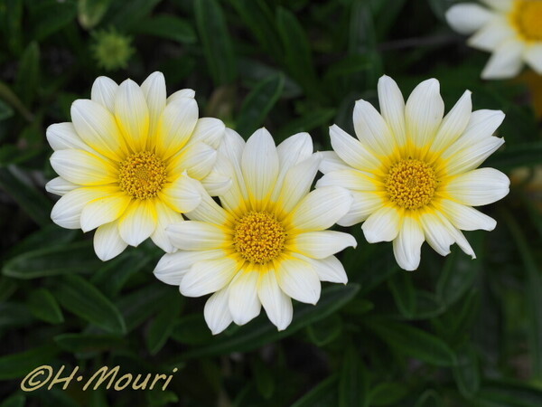 gazania03.jpg