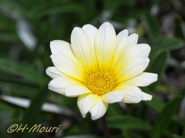 gazania04.jpg