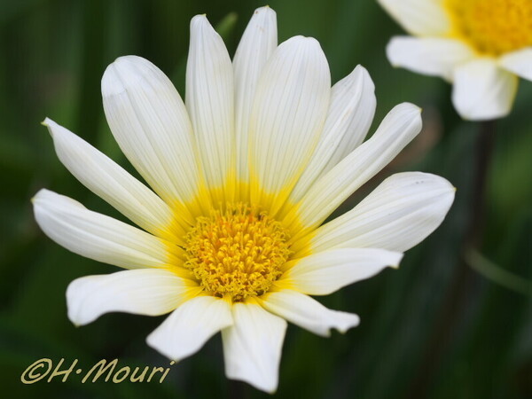 gazania05.jpg
