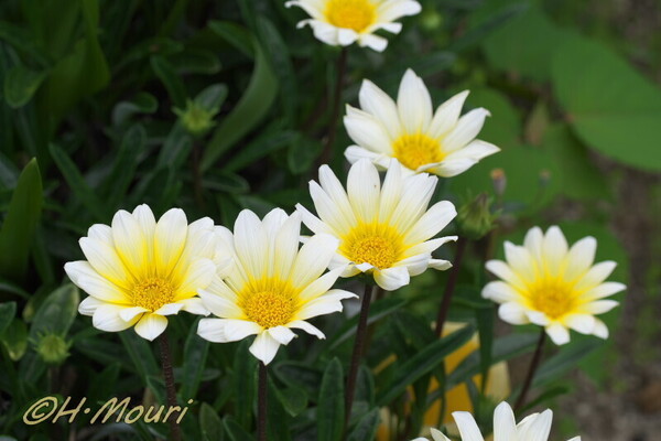gazania06.jpg