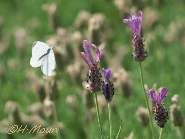 lavender02.jpg