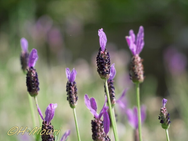 lavender04.jpg