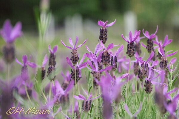 lavender05.jpg