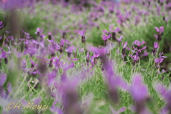 lavender06.jpg