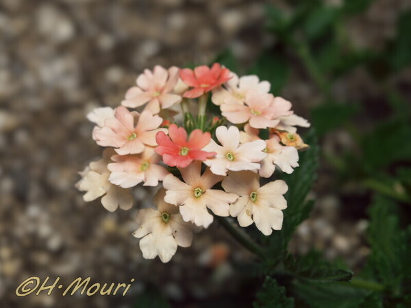 verbena01.jpg