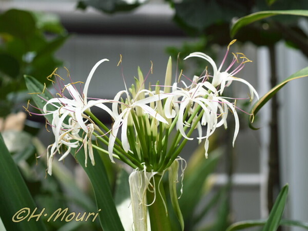 crinum04.jpg
