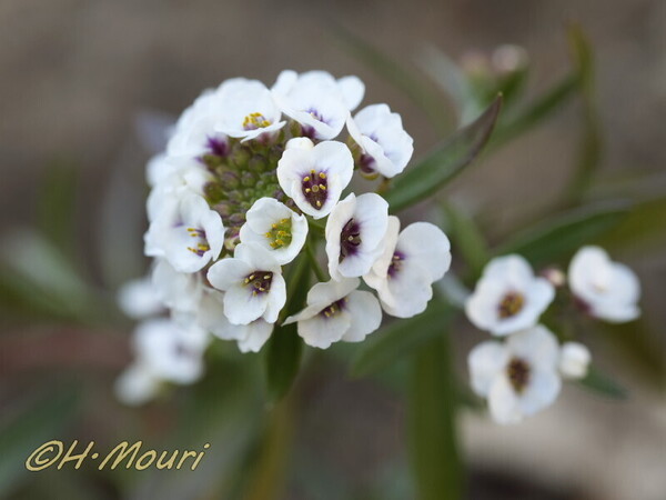 alyssum07.jpg