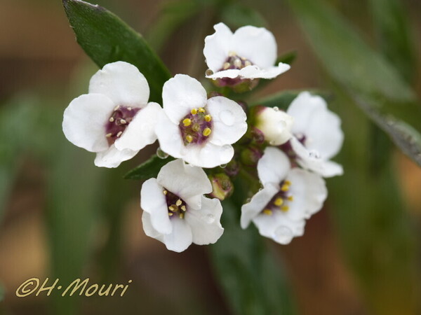 alyssum08.jpg