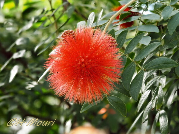 calliandra02.jpg