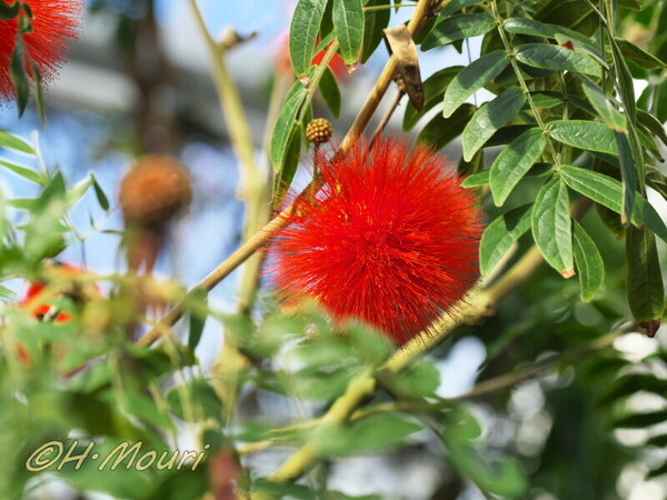 calliandra03.jpg