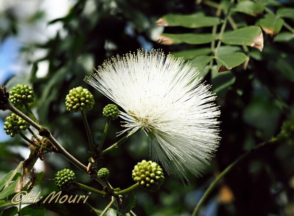 calliandra05.jpg