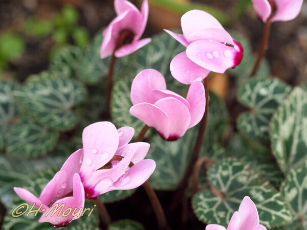 cyclamen09.jpg