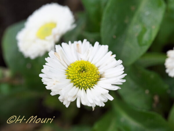 daisy07.jpg