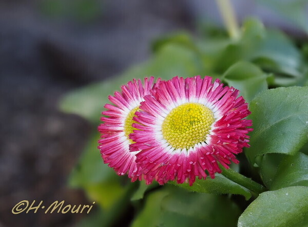 daisy08.jpg
