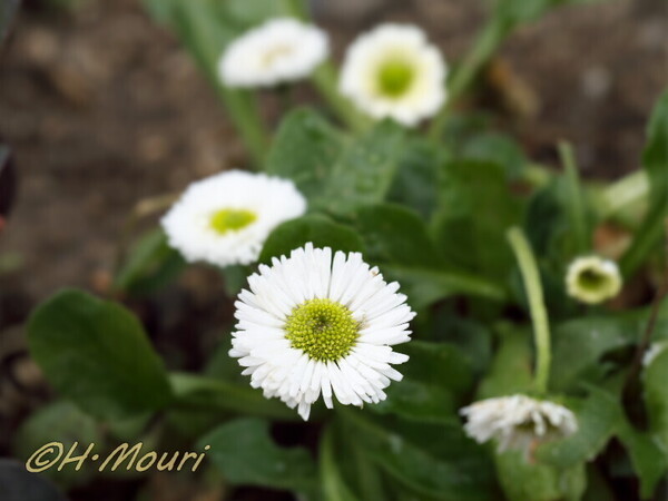 daisy09.jpg