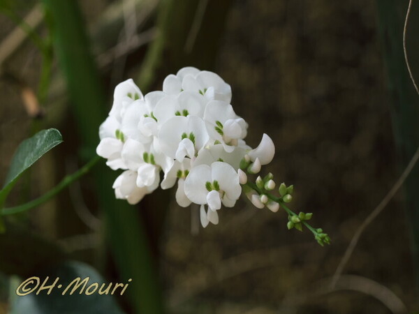 hardenbergia03.jpg