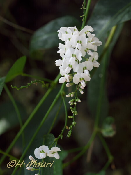 hardenbergia05.jpg