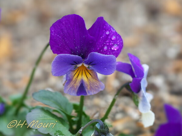 pansy14.jpg