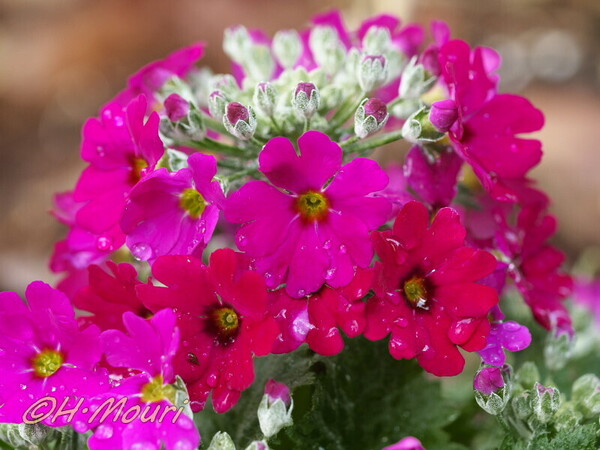 primula09.jpg