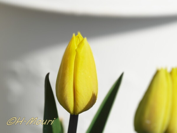 tulip03.jpg