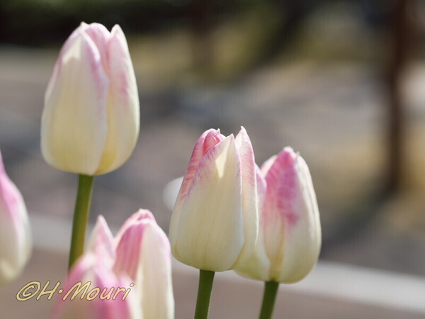 tulip05.jpg